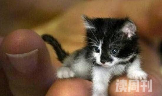 世界上最小的猫只有指甲盖大小（感觉自己的心都要萌化了）(3)