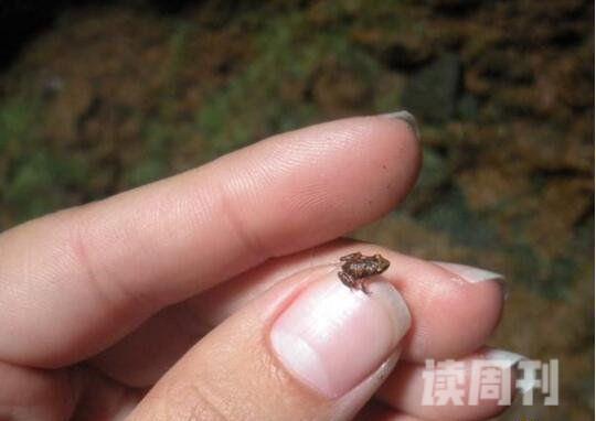 世界上最小的青蛙：阿马乌童蛙体长7.7毫米吃微生物(视频)