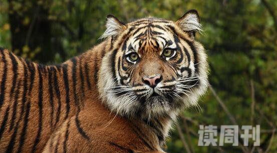 世界上最小的老虎：苏门答腊虎只有东北虎的1/3(只剩400只)(2)