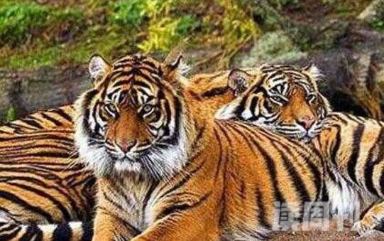 世界上最小的老虎：苏门答腊虎只有东北虎的1/3(只剩400只)(4)