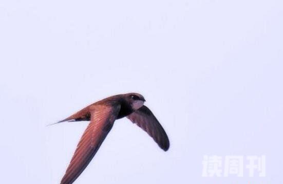 世界上飞得最快的鸟是什么鸟长途尖尾雨燕/俯冲游隼(1)