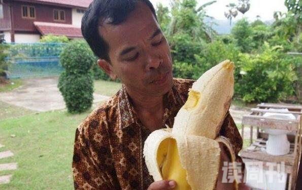 世界上最大的香蕉堪比长0.3米的成年人小腿/重4斤(图片)(1)
