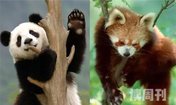 小熊猫跟大熊猫的区别（两者不属于同一个物种珍稀动物）