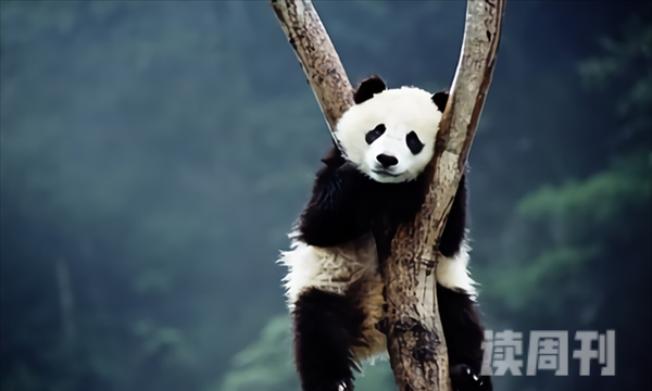 熊猫是食肉动物还是食草动物（食肉动物为生存改吃竹）(1)