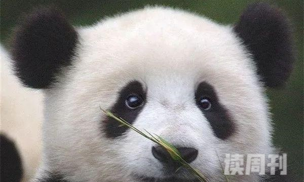 熊猫是食肉动物还是食草动物（食肉动物为生存改吃竹）(2)