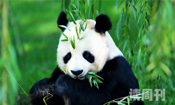 熊猫是食肉动物还是食草动物（食肉动物为生存改吃竹）