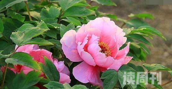 盘点世界上最具代表五种国花牡丹玫瑰郁金香樱花鸢尾