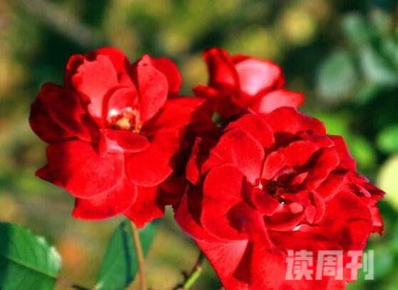 盘点世界上最具代表五种国花牡丹玫瑰郁金香樱花鸢尾(2)