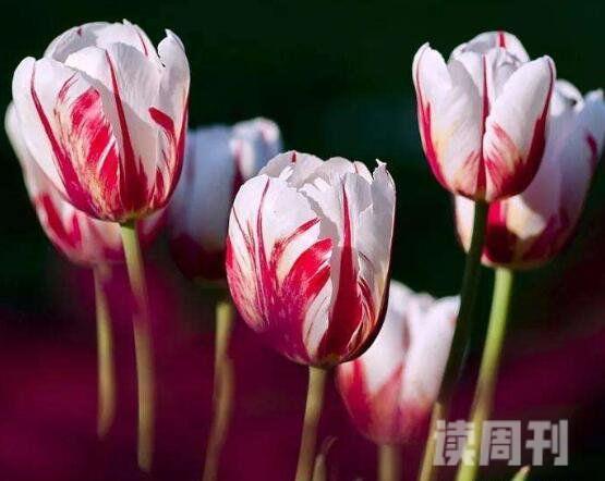 盘点世界上最具代表五种国花牡丹玫瑰郁金香樱花鸢尾(3)