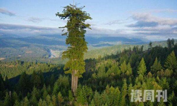 世界上最高的树是什么树澳洲杏仁桉树高156米(图片)