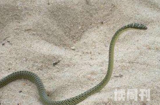 世界上最奇特的动物玻璃蛇身体脆弱断掉数节也能活(1)