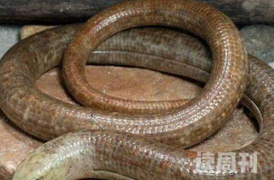 世界上最奇特的动物玻璃蛇身体脆弱断掉数节也能活(2)