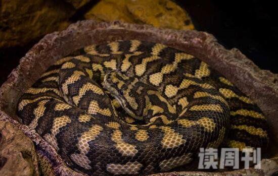 世界上最奇特的动物玻璃蛇身体脆弱断掉数节也能活(4)