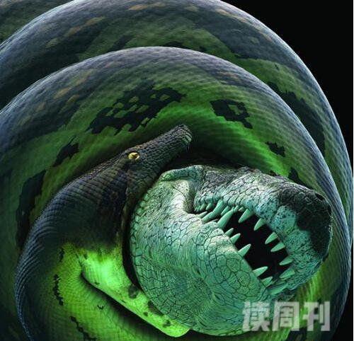 史上最大的蛇类塞雷洪泰坦蟒长度15米/1吨重(图片)