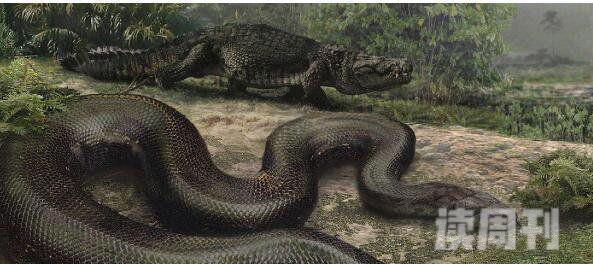 史上最大的蛇类塞雷洪泰坦蟒长度15米/1吨重(图片)(2)