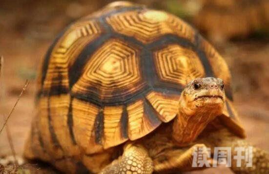 世界最名贵的乌龟安哥洛卡象龟价值上百万(珍稀)(1)