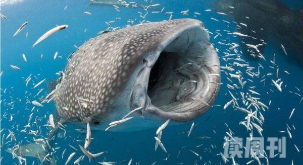 世界上体型最大的鱼大到你无法想象(4)