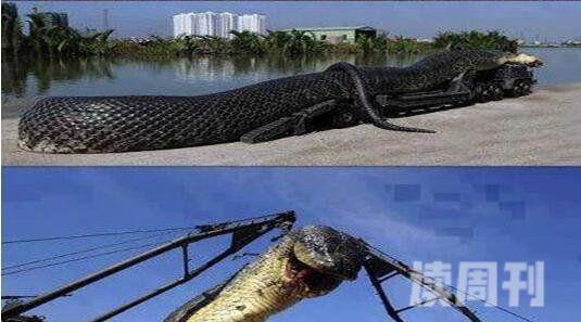 世界上最凶猛的蛇红海巨蛇杀320游客125潜水员(杜撰)(2)