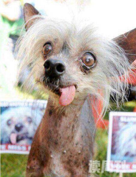 世界上最丑的狗排行榜中国冠毛犬堪称最丑狗种(品种/图片)(2)