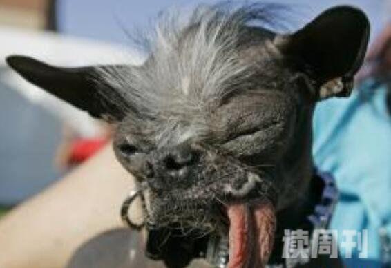 世界上最丑的狗排行榜中国冠毛犬堪称最丑狗种(品种/图片)(3)