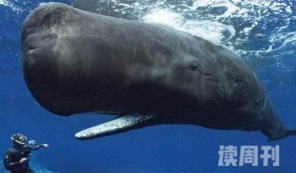 世界上最大的鲸鱼蓝鲸33米/181吨(心脏相当于汽车一样大)(1)