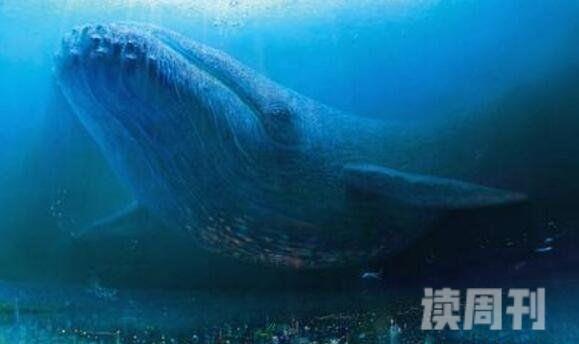 世界上最大的鲸鱼蓝鲸33米/181吨(心脏相当于汽车一样大)(2)