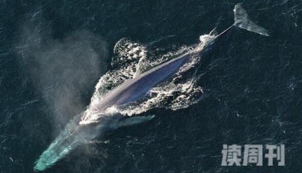 世界上最大的鲸鱼蓝鲸33米/181吨(心脏相当于汽车一样大)(3)