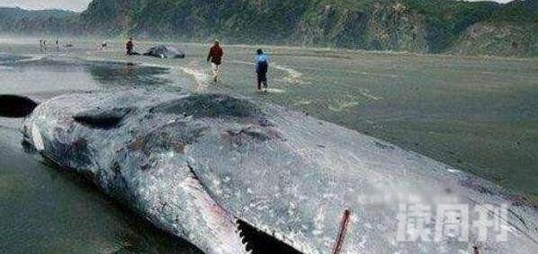 世界上最大的鲸鱼蓝鲸33米/181吨(心脏相当于汽车一样大)(4)