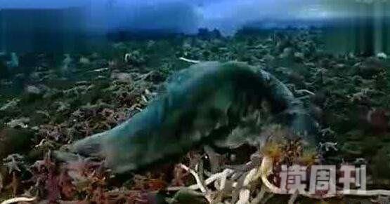 世界上最长的虫子南极巨虫长度55米/吞食巨型海豹被拍(图片)(2)