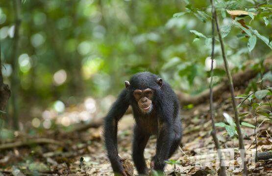 世界上最聪明的动物排名猪的智商竟然仅次于黑猩猩