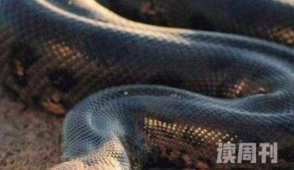 世界上最大的蟒蛇巨蟒桂花长达19米(随口吞掉壮汉/图片)(3)