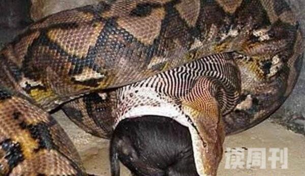 世界上最大的蟒蛇巨蟒桂花长达19米(随口吞掉壮汉/图片)(4)