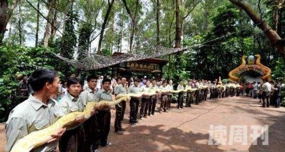 世界上最大的蛇97米不靠谱吉尼斯纪录最长的蛇不过15米