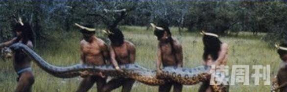 世界上最大的蛇97米不靠谱吉尼斯纪录最长的蛇不过15米(3)