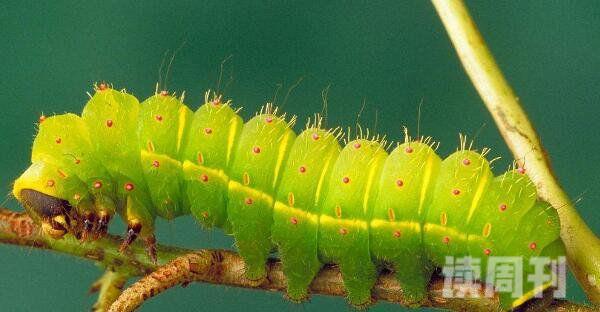 盘点十大世界上最可爱的虫子大自然中最美的十种昆虫(图片)(2)