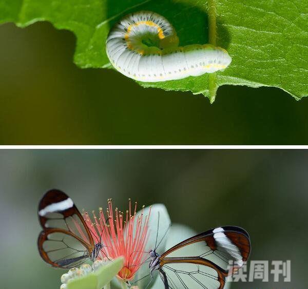 盘点十大世界上最可爱的虫子大自然中最美的十种昆虫(图片)(4)