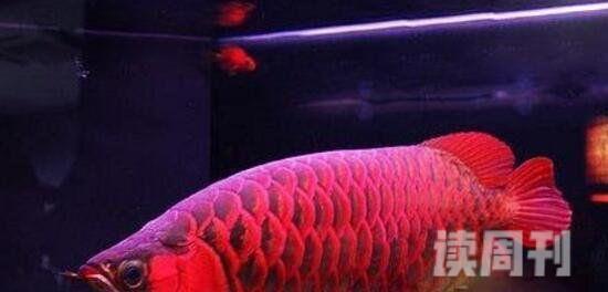 世界上最贵的鱼是什么鱼红龙鱼价格高达五百万(鱼中至尊)(2)
