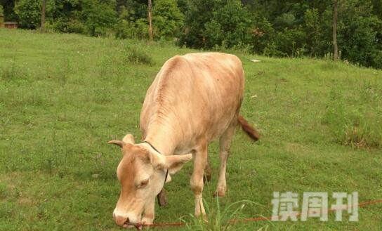 世界上最小​的牛身高只有61.5厘米低地倭水牛是最小的牛品种(2)