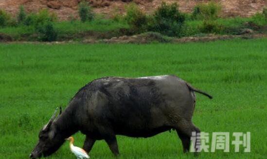 世界上最小​的牛身高只有61.5厘米低地倭水牛是最小的牛品种(3)