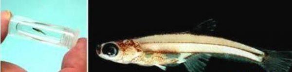 世界上最小的鱼是什么鱼胖婴鱼体长7毫米/重1毫克(图片)(1)