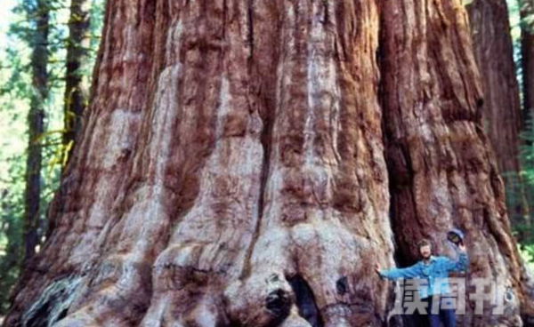 世界第一巨树雪曼将军树(高144米/堪比47层大厦)(4)