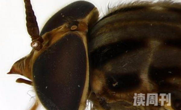 世界上最大的苍蝇拟食虫虻最长8.5厘米(图片)(2)