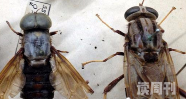 世界上最大的苍蝇拟食虫虻最长8.5厘米(图片)(3)