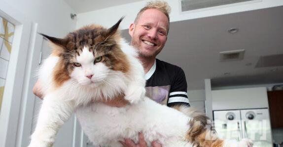 世界上最大的猫缅因猫Samson体长1.2米重26斤(图片)(1)
