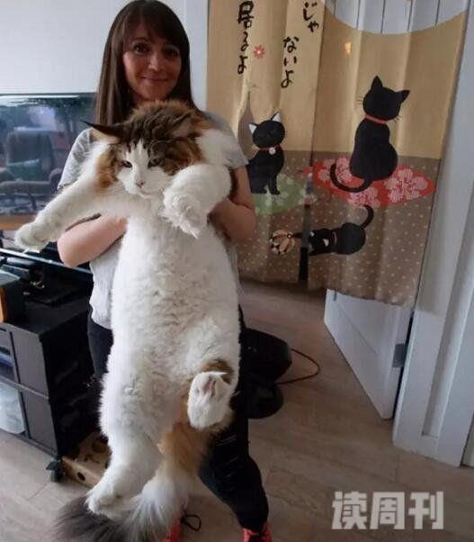 世界上最大的猫缅因猫Samson体长1.2米重26斤(图片)(2)