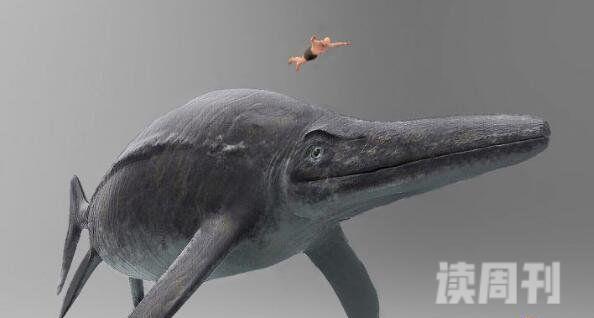 史前最大的动物第一名新西兰大鱼龙(体长38米重311吨)(1)