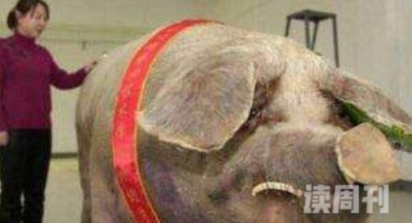 世界上最大的猪重达1800斤破吉尼斯纪录(图片)
