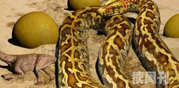 世界第一巨蛇超级巨蟒沃那比蛇能吞噬霸王龙(图片)(3)