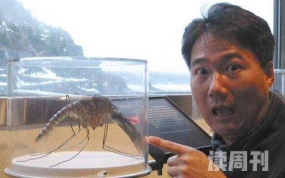 世界上最大的蚊子远古巨蚊体长40厘米能吃人(图片)