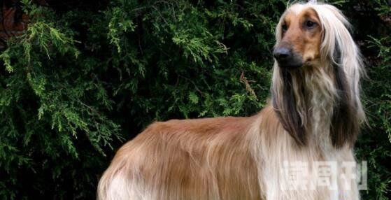 世界十大最笨的狗排名盘点世界上最笨的十种狗狗(1)